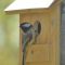 Black-capped Chickadee checks out a nest box