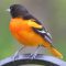 Northern Oriole, (m)