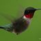 Ruby-throated Hummingbird, (m)