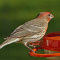 Male House Finch visits an oriole feeder