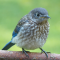 Fledgling Bluebird