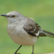 Northern Mockingbird on a tray feeder