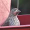 Female house finch with  tumor on face, avian pox?