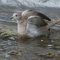 Immature Eurasian Collared-Dove Takes a Bath!