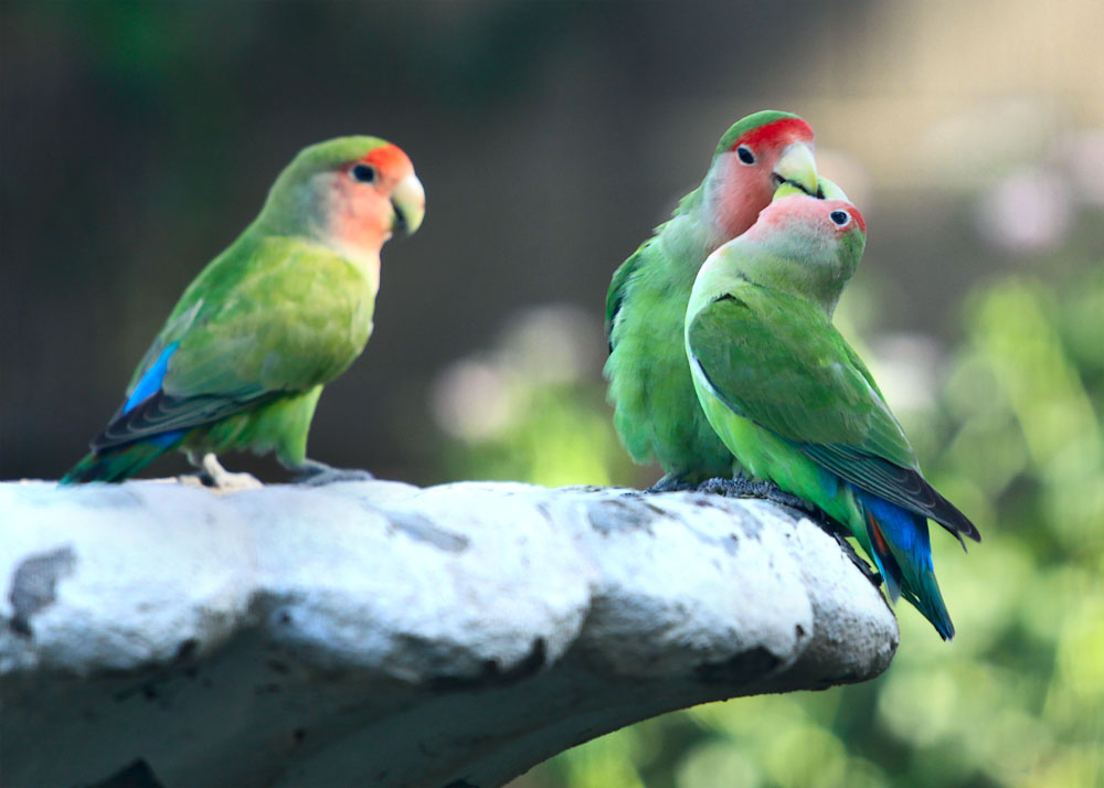 Peach Faced Lovebird In The Wild