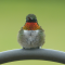 Ruby-throated Hummingbird male
