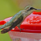Female Ruby-throated Hummingbirds
