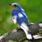 Mr. Bluebird shading himself ;-)