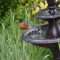 A Robin at my New Birdbath