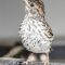 Fledgling Chipping Sparrow
