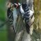 Hairy Woodpeckers feeding their young