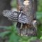 Downy Woodpecker series, Feeding Time