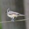 Tufted Titmouse on the wire