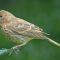 Young House Finch female