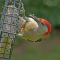 A male Red-bellied Woodpecker loading up at a suet cake