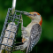 A male Red-bellied Woodpecker visiting a feeder in the rain