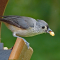 Tufted Titmouse at the hopper feeder