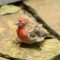 male House Finch with  end-stage eye disease