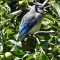 Young Blue Jay Sunning It self