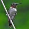 Mr. Ruby-throated Hummingbird