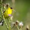 American Goldfinch eating Thistle