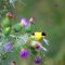 Gold finch on thistle