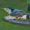 Male White-breasted Nuthatch
