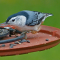 White-breasted Nuthatch male