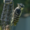 Downy Woodpecker female at a suet feeder