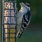 Downy Woodpecker female