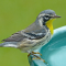 Yellow-throated Warbler stops on its way south