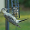 Immature Red-bellied Woodpecker