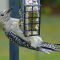 Immature male Red-bellied Woodpecker