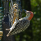 Juvenile male Red-bellied Woodpecker