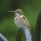 Juvenile male Ruby-throated Hummingbird