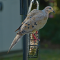 Male Mourning Dove