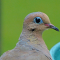 Mourning Dove male