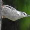Very LARGE Nuthatch