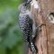 Immature Red-Bellied Woodpecker at feeder