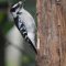 One of five Downy Woodpecker that arrived at the feeder