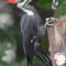 Visit from the Pileated woodpecker