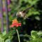 Ruby-throated Hummingbird Loves Zinnias