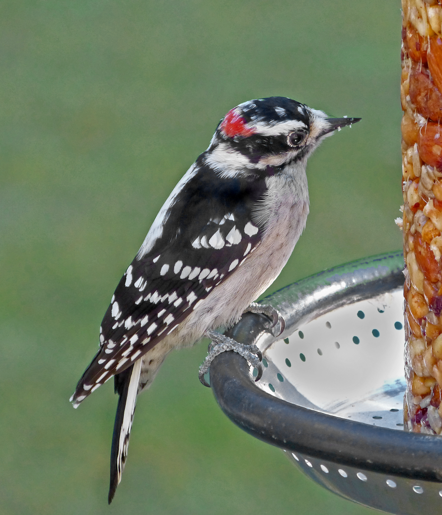 Downy Woodpecker male - FeederWatch