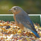 Eastern Bluebird female visits a feeder