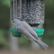 Tufted Titmouse on clinging bird feeder