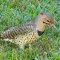 Northern Flicker male – Yellow Shafted
