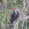 Pileated  Woodpecker