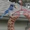 Blue Jay at the peanut feeder.