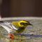 Water Warbler