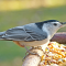 Male White-breasted Nuthatches